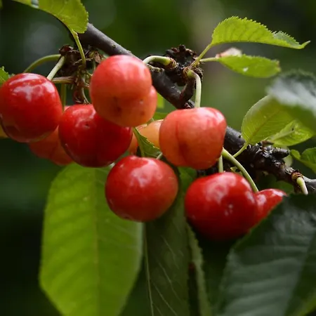 Stijn Op De Schatberg Appartamento